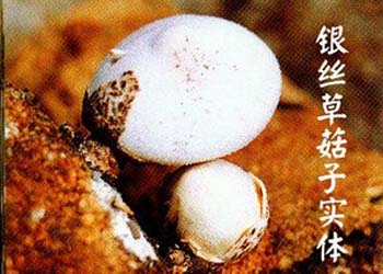 银丝草菇