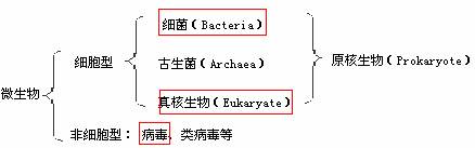 微生物分类