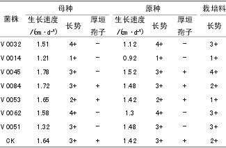2010 年供试草菇菌株菌丝生长状况比较