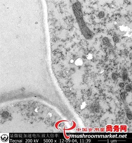 杏鲍菇伤流液中棒状病毒电镜照片
