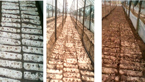 地栽香菇“白棒下地”后转色的三个阶段对比图
