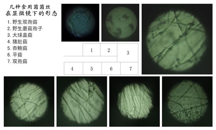 几种食用菌菌丝在显微镜下的形态