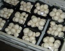 控水“练膜”形成的白菇