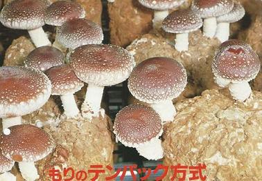 日本香菇品种
