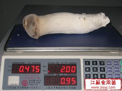杏鲍菇单株重达0.95斤