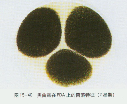 黑曲霉在PDA培养基上的菌落特征（14天）