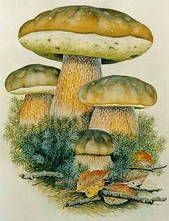 食用蘑菇的种类及图文介绍(附几种常见的食用菌的主要营养成分) 