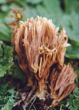 褐枝瑚菌