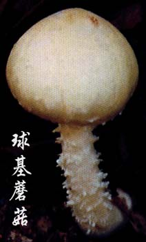 球基蘑菇