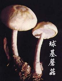 球基蘑菇2