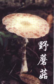 野蘑菇2