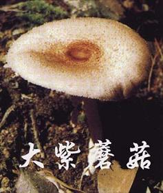 大紫蘑菇2