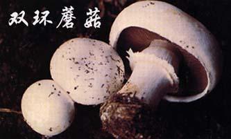 双环蘑菇