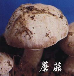 蘑菇3