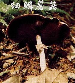 细鳞蘑菇1