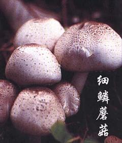 细鳞蘑菇2