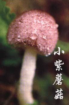 小紫蘑菇