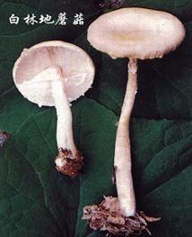 白林地蘑菇2