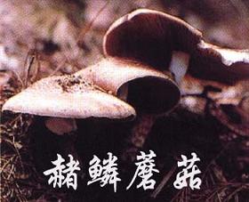 赭鳞蘑菇