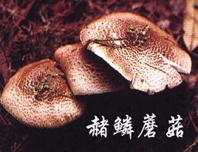 赭鳞蘑菇2