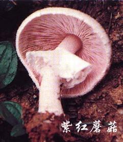 紫红蘑菇
