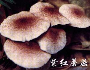 紫红蘑菇2