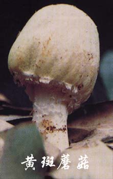 黄斑蘑菇