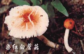 染红白蘑菇