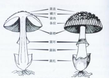 蘑菇子实体结构图