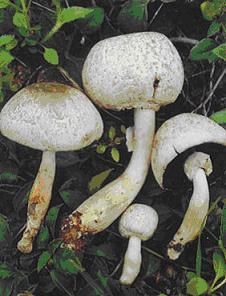 细褐鳞蘑菇