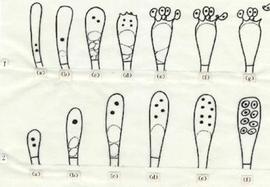 担孢子与子囊孢子的形成