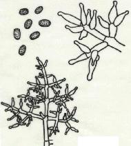 康氏木霉的分生孢子梗、小梗和分生孢子
