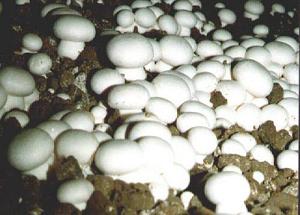 双孢菇1