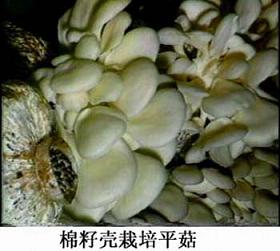 棉籽壳栽培的平菇