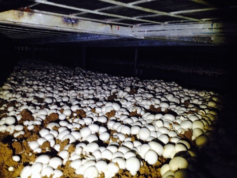工厂化栽培蘑菇