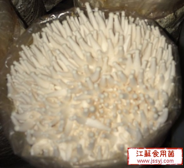 海鲜菇壮蕾期图片3