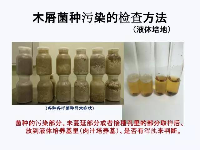 木屑菌种污染的检查方法（液体培育）