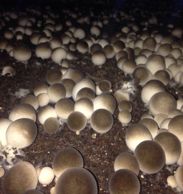 草菇品种－9715长势