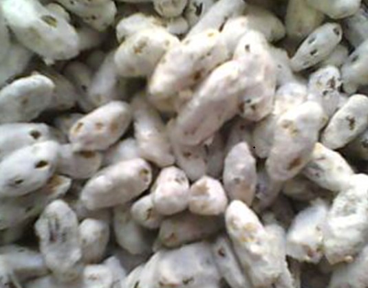 美国syivan公司的双孢菇麦粒种