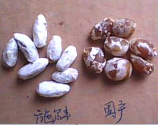 syivan公司双孢菇种跟国产蘑菇麦粒菌种对比