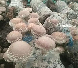 日本香菇高温品种238