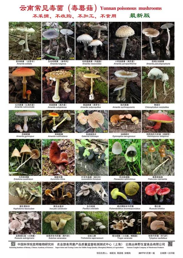 云南常见毒蘑菇