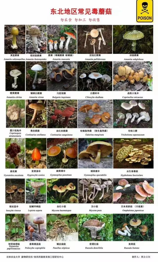 东北地区常见毒蘑菇