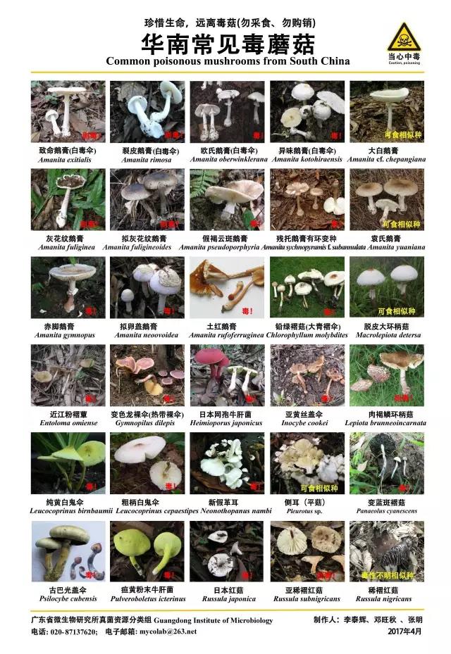 华南常见毒蘑菇