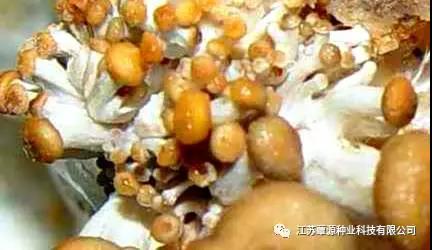 平菇子实体发生细菌性腐烂病