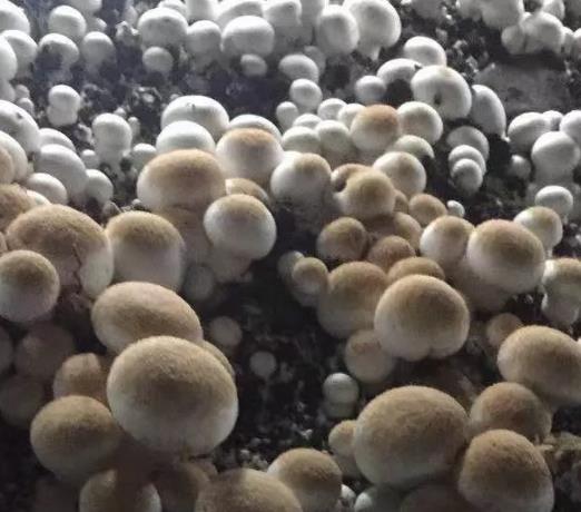 粉螨危害蘑菇