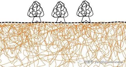 菌种块萌发的菌丝连接成片