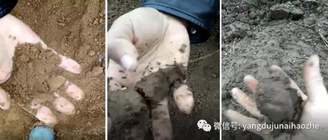图土壤湿度判断干（左）、适中（中图）、湿（右）