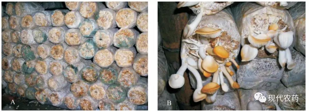 秀珍菇栽培期感染木霉（A）和黄菇病（B）的情况