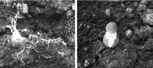 黏菌为害(左)和跳虫啃食子实体(右)